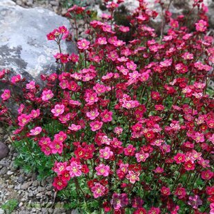 Lomikameň Purpurteppich, v črepníku Saxifraga Purpurteppich 