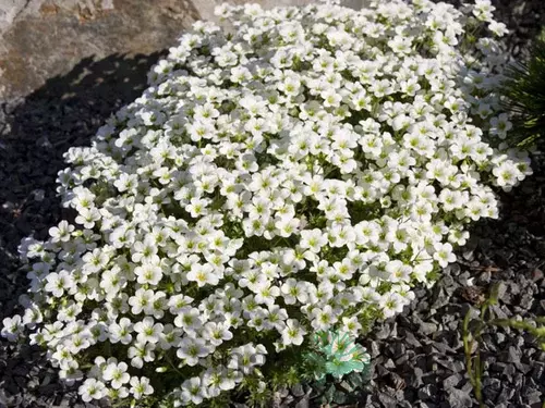 Lomikameň Rokytový 10/20 cm, v črepníku P9 Saxifraga Hypnoides L.