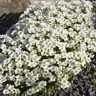 Lomikameň Rokytový 10/20 cm, v črepníku P9 Saxifraga Hypnoides L.