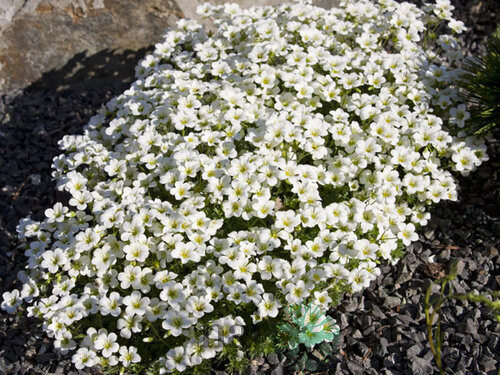Lomikameň Rokytový 10/20 cm, v črepníku P9 Saxifraga Hypnoides L.