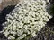 Lomikameň Rokytový 10/20 cm, v črepníku P9 Saxifraga Hypnoides L.