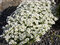 Lomikameň Rokytový 10/20 cm, v črepníku P9 Saxifraga Hypnoides L.