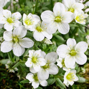 Lomikameň rosacea Moench 10/20 cm, v črepníku P9 Saxifraga rosacea Moench