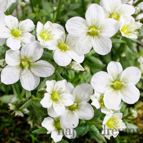 Lomikameň rosacea Moench 10/20 cm, v črepníku P9 Saxifraga rosacea Moench