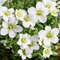 Lomikameň rosacea Moench 10/20 cm, v črepníku P9 Saxifraga rosacea Moench