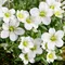 Lomikameň rosacea Moench 10/20 cm, v črepníku P9 Saxifraga rosacea Moench