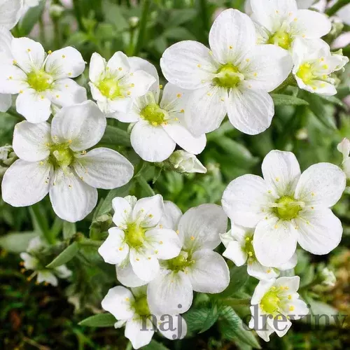 Lomikameň rosacea Moench 10/20 cm, v črepníku P9 Saxifraga rosacea Moench