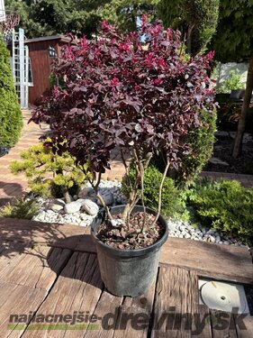 Loropetalum čínske, multikmeň, výška 100/125 cm, v črepníku Loropetalum chinensis