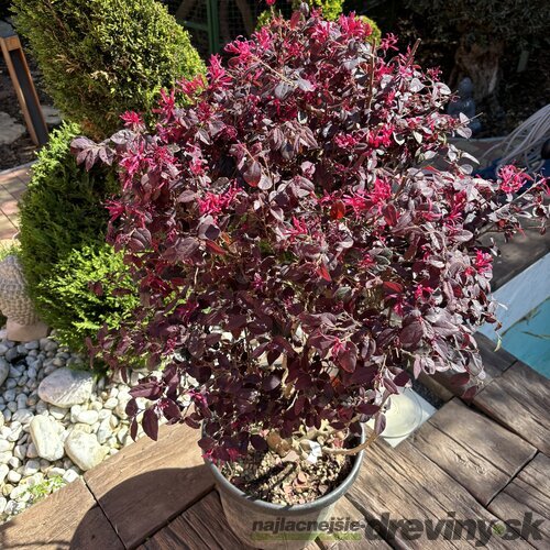 Loropetalum čínske, multikmeň, výška 100/125 cm, v črepníku Loropetalum chinensis