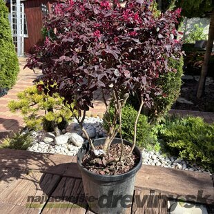 Loropetalum čínske, multikmeň, výška 100/125 cm, v črepníku Loropetalum chinensis