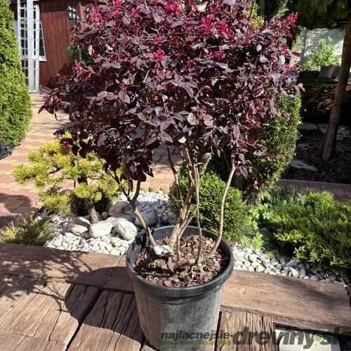Loropetalum čínske, multikmeň, výška 100/125 cm, v črepníku Loropetalum chinensis