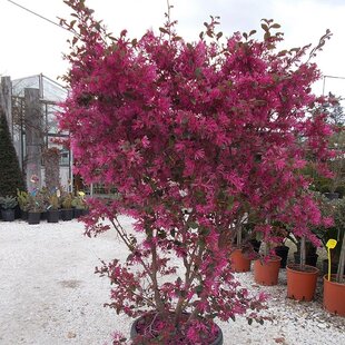 Loropetalum čínske na špalieri, mushroom, roymer 50x110 cm, v črepníku Loropetalum chinensis