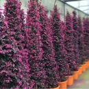 Loropetalum