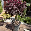 Loropetalum