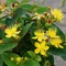 Ľubovník Autumn Blaze 20/40 cm, v črepníku Hypericum inodorum Autumn Blaze