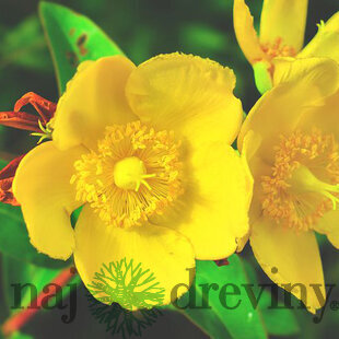 Ľubovník Hidcote, 30/+cm, v črepníku 2l Hypericum Hidcote