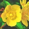 Ľubovník Hidcote, 30/+cm, v črepníku 2l Hypericum Hidcote