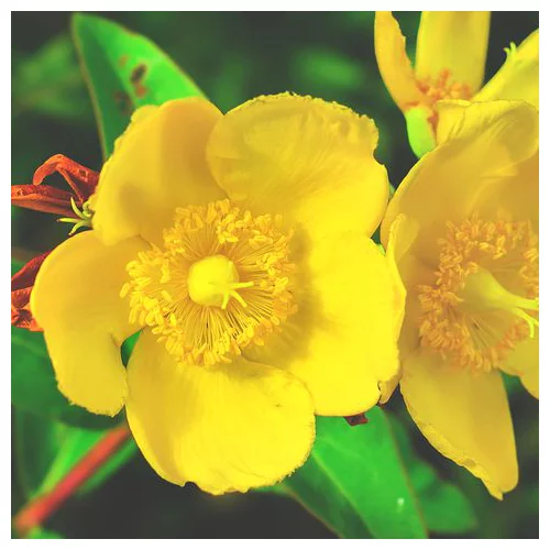 Ľubovník Hidcote, 30/+cm, v črepníku 2l Hypericum Hidcote