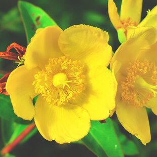 Ľubovník Hidcote, 30/+cm, v črepníku 2l Hypericum Hidcote