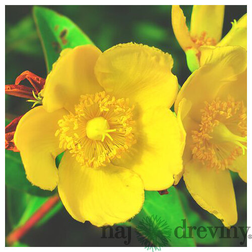 Ľubovník Hidcote, 30/+cm, v črepníku 2l Hypericum Hidcote