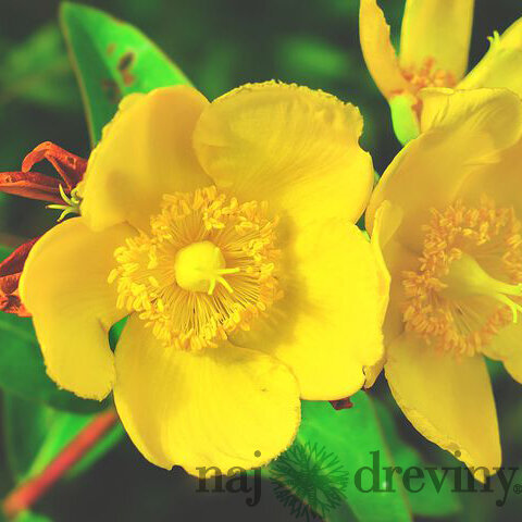 Ľubovník Hidcote, 30/+cm, v črepníku 2l Hypericum Hidcote