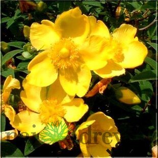 Ľubovník kalíškatý 15/20 cm, v črepníku Hypericum calycinum