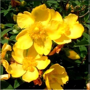 Ľubovník kalíškatý 15/20 cm, v črepníku Hypericum calycinum