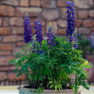 Lupina mnoholistá - Vlčí bôb Gallery Blue, v črepníku Lupinus ‘Gallery Blue‘