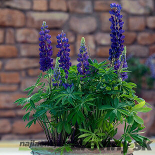 Lupina mnoholistá - Vlčí bôb Gallery Blue, v črepníku Lupinus ‘Gallery Blue‘