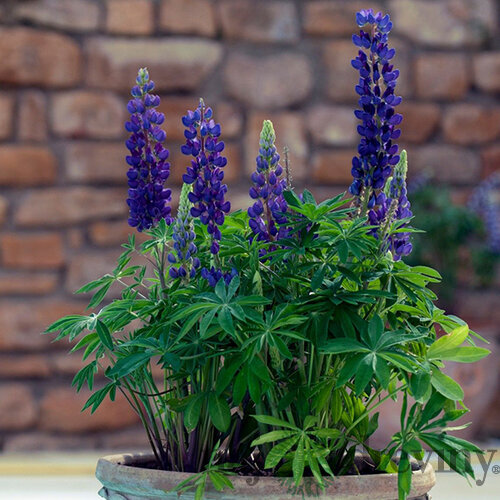 Lupina mnoholistá - Vlčí bôb Gallery Blue, v črepníku Lupinus ‘Gallery Blue‘