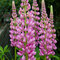 Lupina mnoholistá - Vlčí bôb Gallery Pink, v črepníku Lupinus ‘Gallery Pink‘