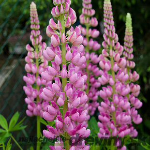 Lupina mnoholistá - Vlčí bôb Gallery Pink, v črepníku Lupinus ‘Gallery Pink‘