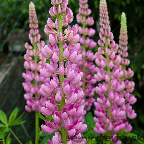 Lupina mnoholistá - Vlčí bôb Gallery Pink, v črepníku Lupinus ‘Gallery Pink‘