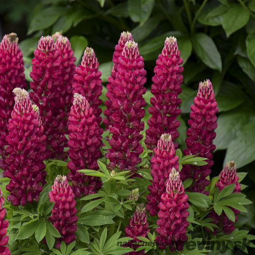 Lupina mnoholistá - Vlčí bôb Gallery Red, v črepníku Lupinus ‘Gallery Red‘