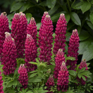 Lupina mnoholistá - Vlčí bôb Gallery Red, v črepníku Lupinus ‘Gallery Red‘