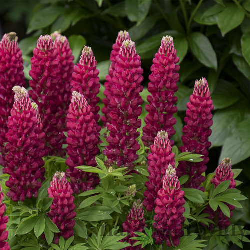 Lupina mnoholistá - Vlčí bôb Gallery Red, v črepníku Lupinus ‘Gallery Red‘