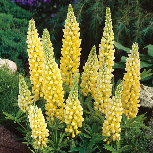 Lupina mnoholistá - Vlčí bôb Gallery Yellow, v črepníku Lupinus ‘Gallery Yellow‘