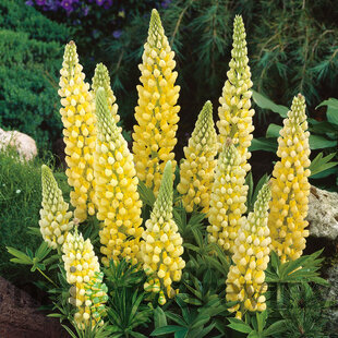 Lupina mnoholistá - Vlčí bôb Gallery Yellow, v črepníku Lupinus ‘Gallery Yellow‘