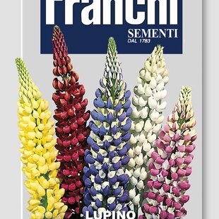 LUPINA / VLČÍ BÔB - VIACFAREBNÝ MIX