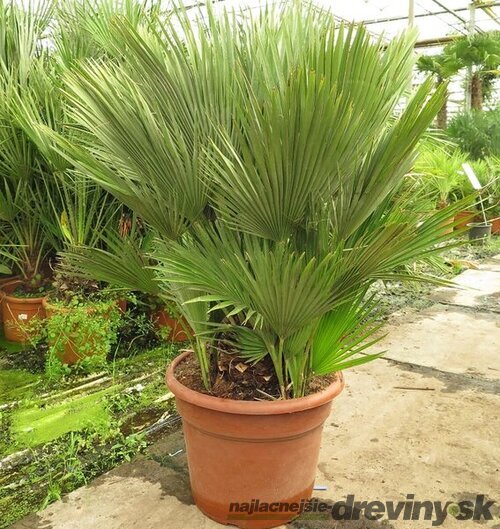 Luxusná mrazuvzdorná palma Chamaerops Humilis 140/160 cm, v črepníku Chamaerops Humilis