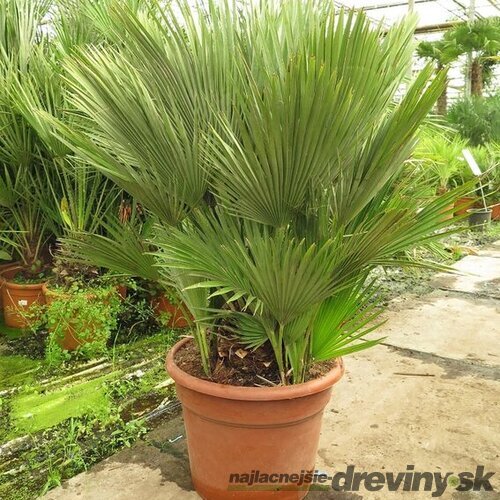 Luxusná mrazuvzdorná palma Chamaerops Humilis 140/160 cm, v črepníku Chamaerops Humilis