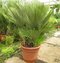 Luxusná mrazuvzdorná palma Chamaerops Humilis 140/160 cm, v črepníku Chamaerops Humilis