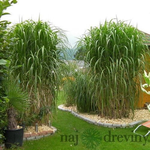 Luxusná ozdobnica obrovská, výška 40/60 cm, v črepníku 3l Miscanthus giganteus