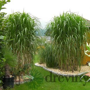 Luxusná ozdobnica obrovská, výška 40/60 cm, v črepníku 3l Miscanthus giganteus