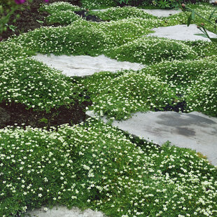 Machovička šidlovitá (hebký vankúšik), výška 10/15 cm, v črepníku Sagina subulata