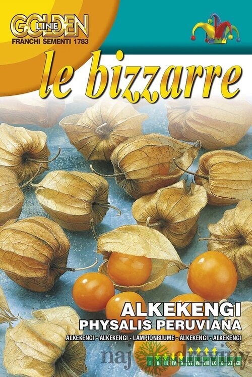 Machovka - Physalis peruviana