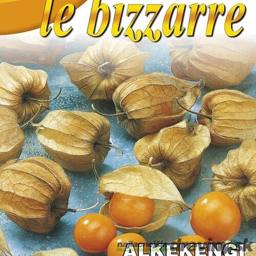 Machovka - Physalis peruviana