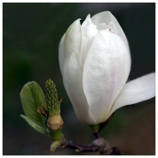 Magnólia Alba Superba, výška 80/100 cm, v črepníku 5l Magnolia Alba Superba