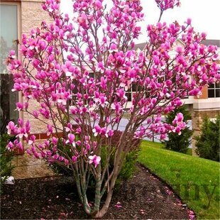 Magnólia Alexandrina 60/80 cm, v črepníku Magnolia Alexandrina