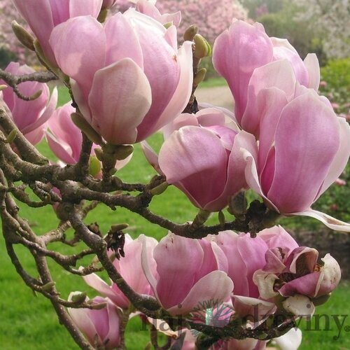 Magnólia Alexandrina